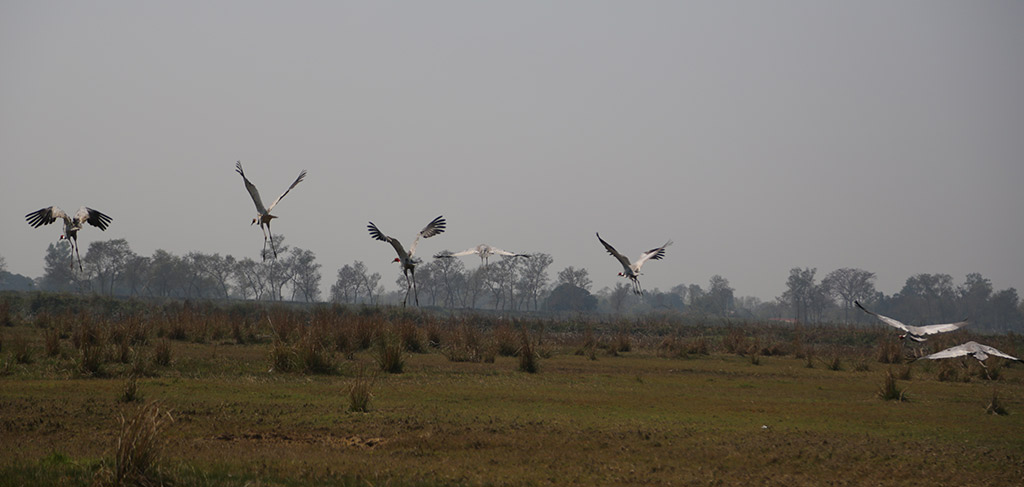 Endangered Sarus cranes in the southern plains